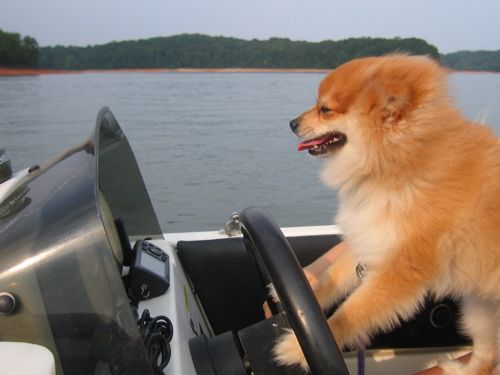 Odie drives the boat