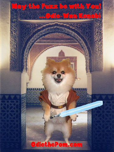May the Fuzz be with You! - Odie-Wan Kenobi